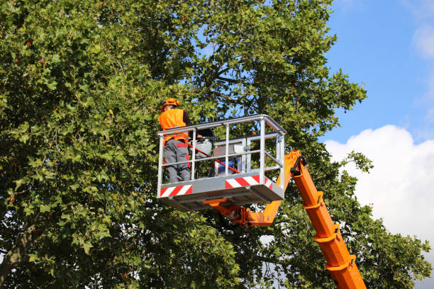 Best Tree Health Inspection  in South Wenatchee, WA